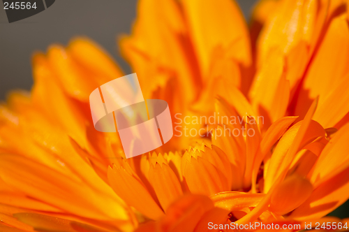 Image of Orange flower