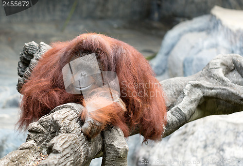 Image of orangutan in zoo