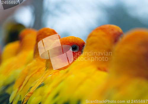 Image of parrot in a zoo