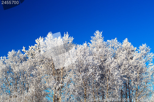 Image of Trees in hoarfrost 