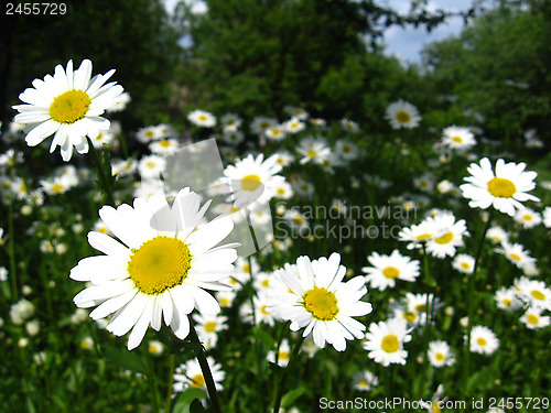 Image of flower-bed of white beautiful chamomiles