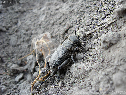 Image of Black ugly gryllotalpa