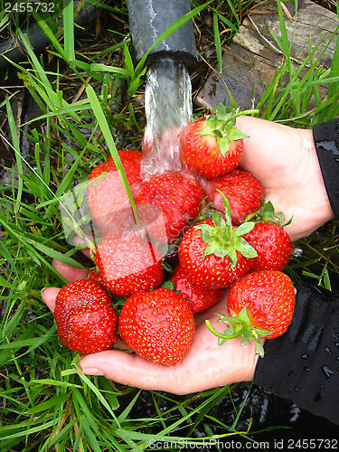 Image of washing of the fresh  strawberry