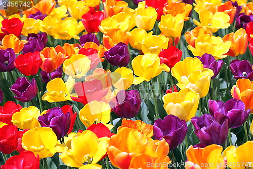 Image of Colorful tulips.