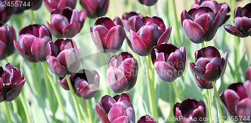 Image of Colorful tulips.