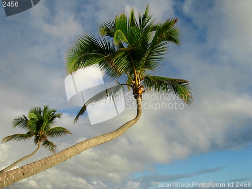 Image of Bent palm trees