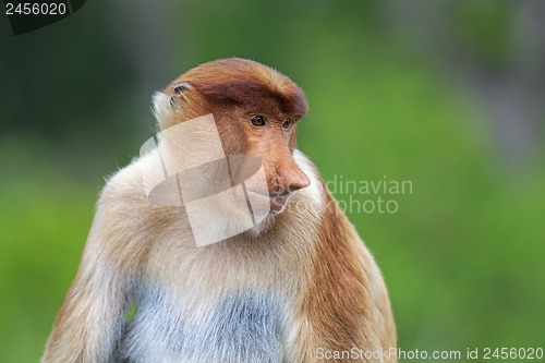 Image of Proboscis monkey