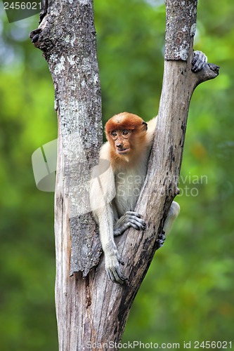 Image of Proboscis monkey