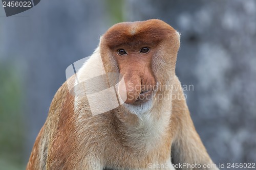 Image of Proboscis monkey