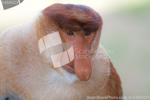 Image of Proboscis monkey