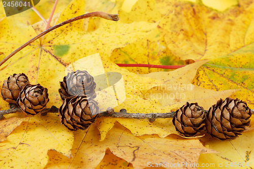 Image of pine cones background