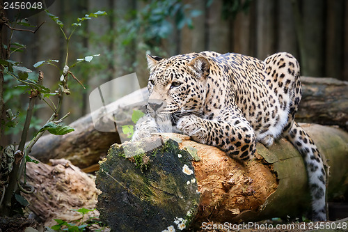 Image of Snow Leopard Irbis (Panthera uncia) looking ahead