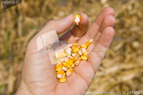 Image of maize in hand