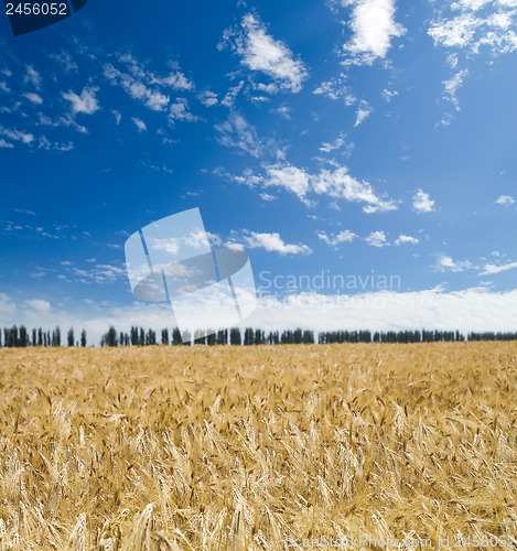 Image of field of wheat under blue sky