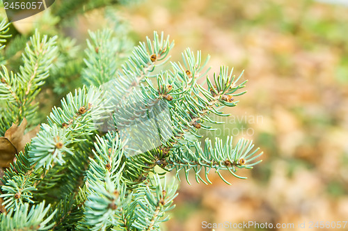 Image of close-up of pine branches