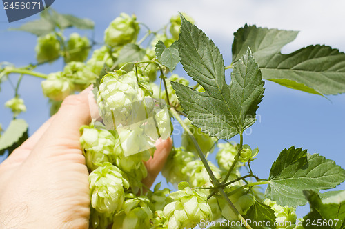 Image of green hops in hand