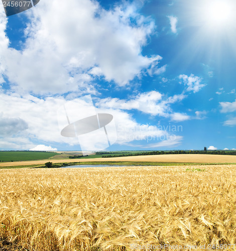 Image of field of cereal wheat under sunny sky