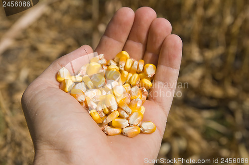 Image of maize in hand