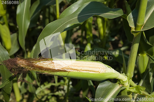 Image of raw corn on the cob with husk