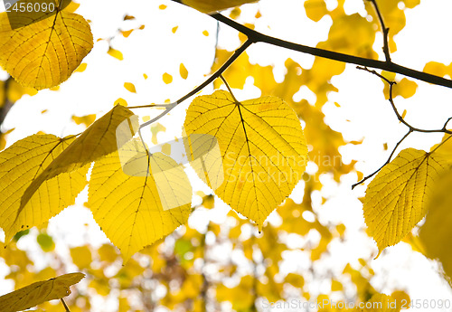 Image of golden leafs