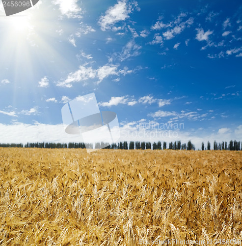 Image of sun over field with wheat