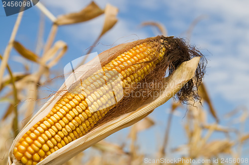 Image of ripe maize with husk