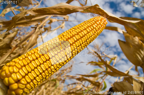 Image of ripe maize