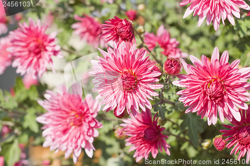 Image of pink flowers. focus in center