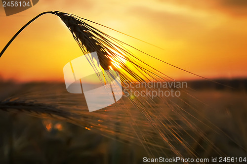 Image of ears of ripe wheat on a background a sun in the evening