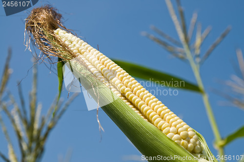 Image of fresh raw corn on the cob with husk