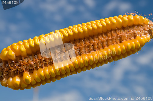 Image of ripe maize inside