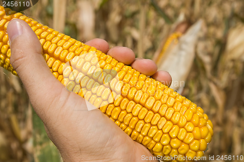 Image of maize in hand