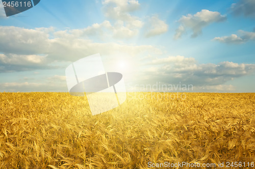 Image of field with gold ears of wheat in sunset