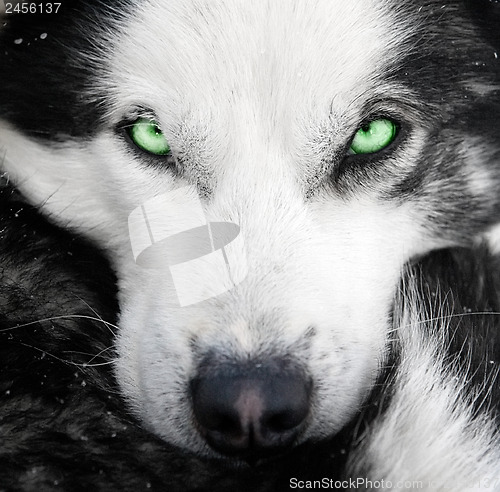 Image of husky dog with green eyes