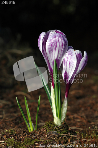 Image of Crocus