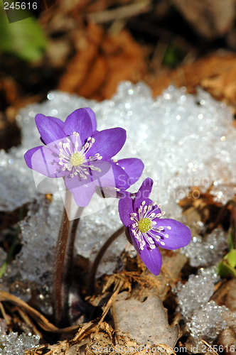 Image of Hepatica nobilis