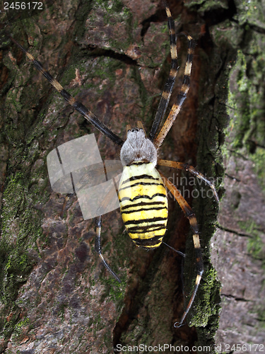 Image of Wasp Spider