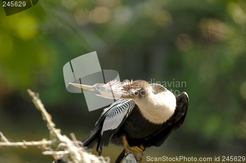 Image of Anhinga female bird - Amelia Island, Florida