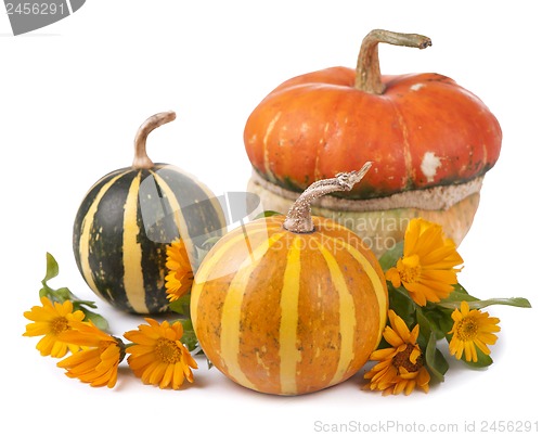 Image of pumpkins and a calendula flower