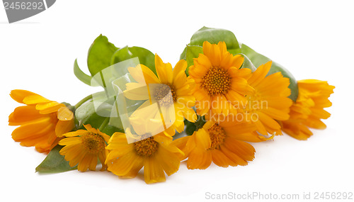 Image of Calendula flower isolated
