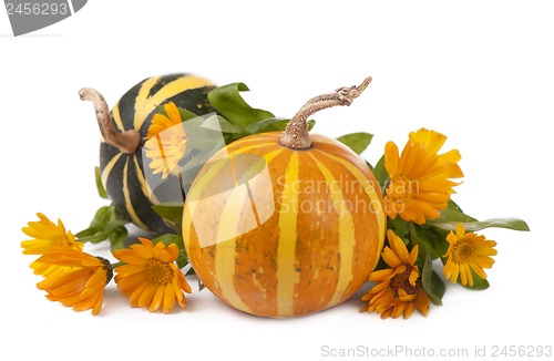 Image of pumpkins