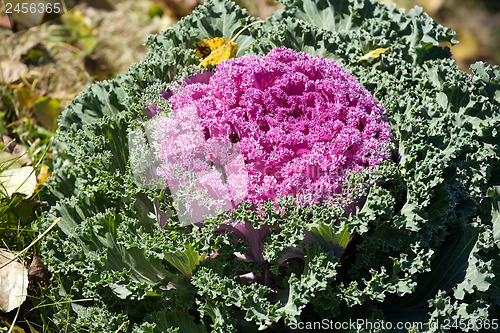 Image of cabbage flower