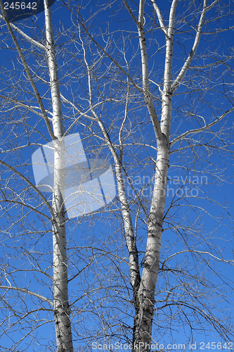 Image of Aspen trees in spring