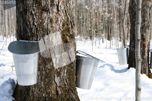 Image of Spring – maple syrup season