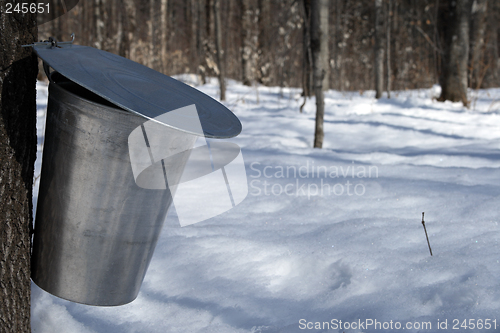 Image of Pail for collecting sap to produce maple syrup