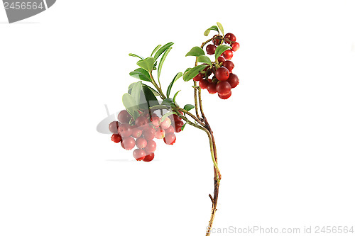 Image of cranberry