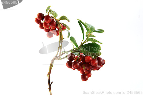 Image of cranberry