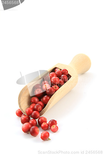 Image of cranberry