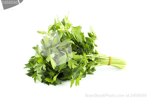 Image of a bunch of parsley