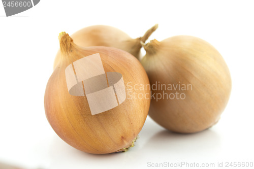 Image of Ripe golden onions 